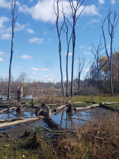 Merry Lea Environmental Learning - Albion, IN