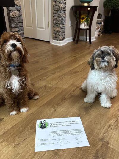 Solid Foundation Dog Training - Albion, IN