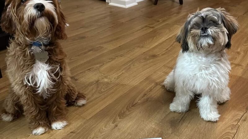 Solid Foundation Dog Training - Albion, IN