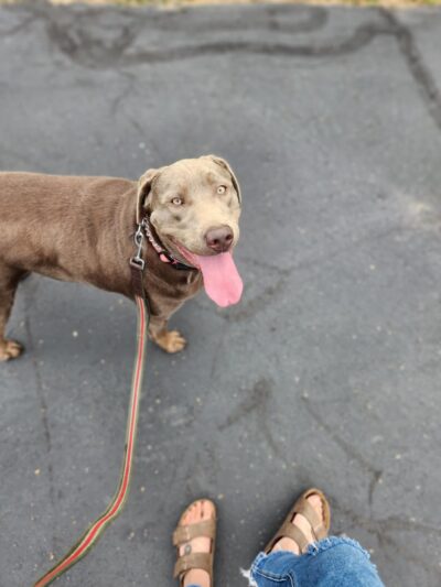 Solid Foundation Dog Training - Albion, IN