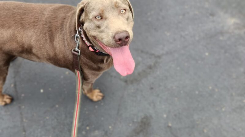 Solid Foundation Dog Training - Albion, IN