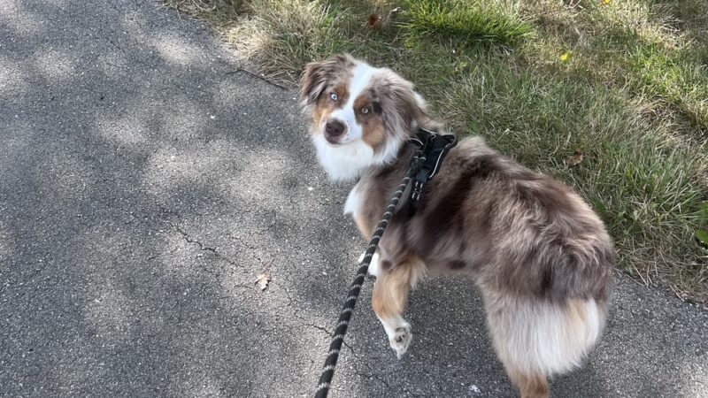 Solid Foundation Dog Training - Albion, IN