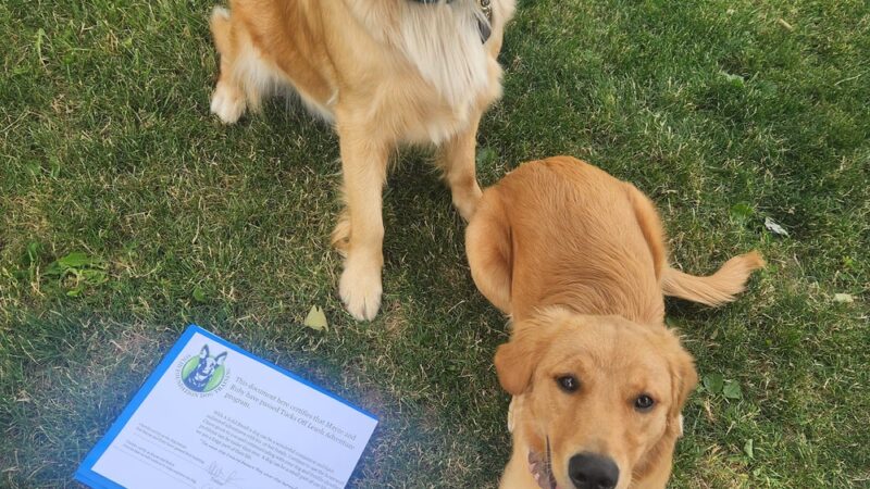 Solid Foundation Dog Training - Albion, IN