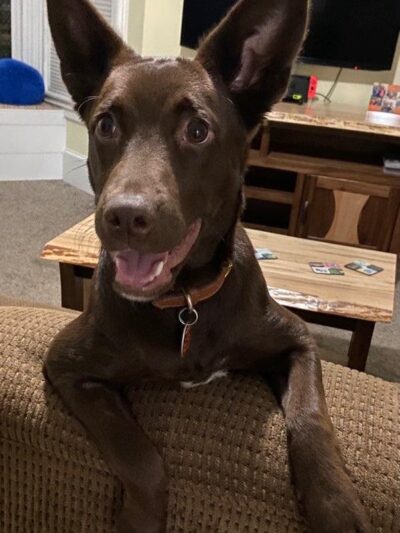 Solid Foundation Dog Training - Albion, IN