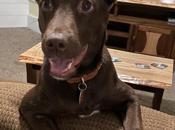 Solid Foundation Dog Training - Albion, IN