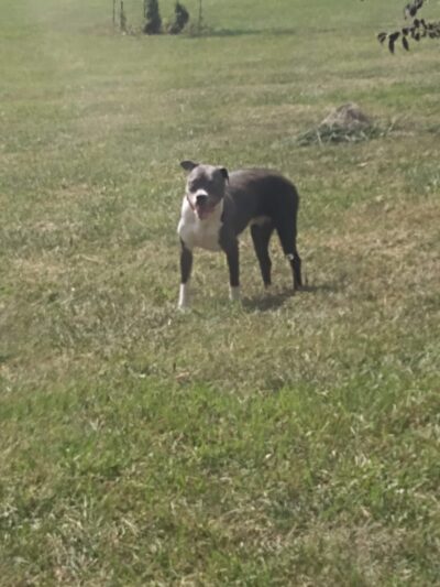 Albion Dog Park - Albion, MI