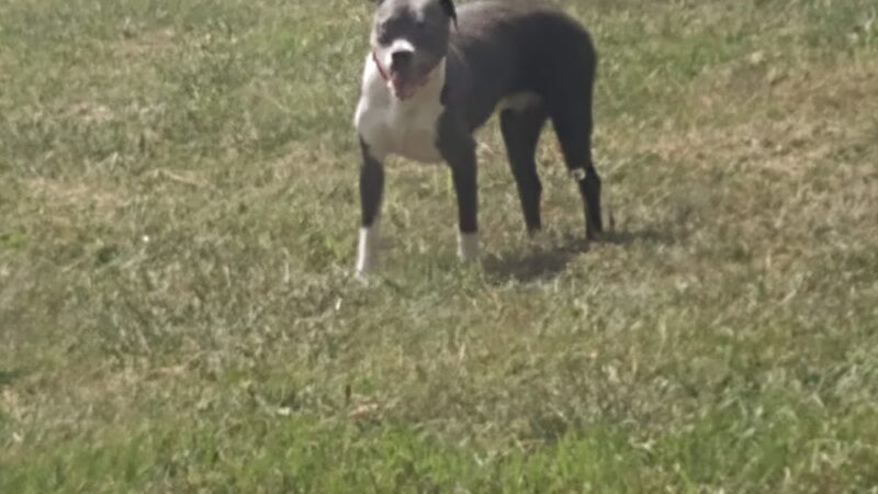 Albion Dog Park - Albion, MI