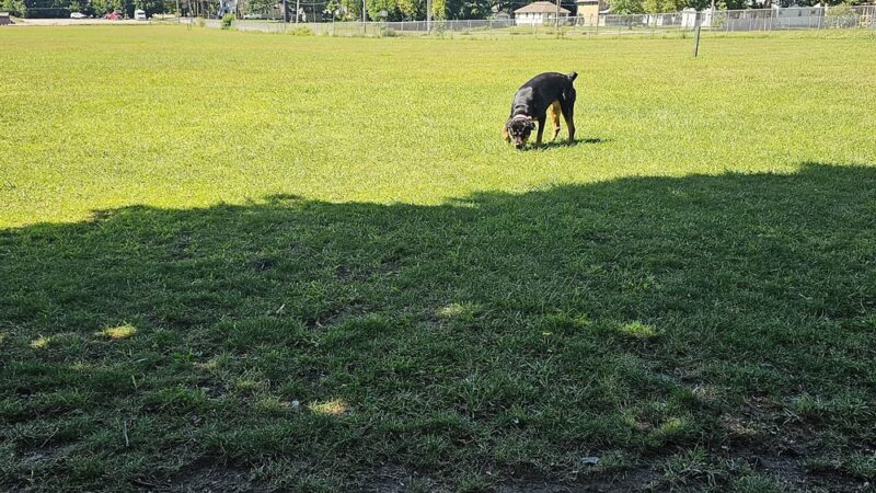 Albion Dog Park - Albion, MI