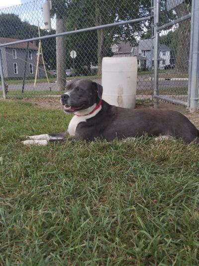 Albion Dog Park - Albion, MI