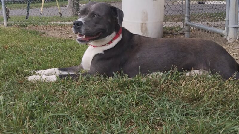 Albion Dog Park - Albion, MI