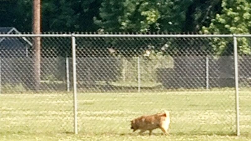 Albion Dog Park - Albion, MI