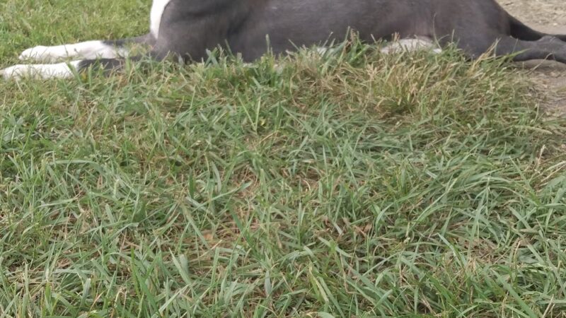 Albion Dog Park - Albion, MI