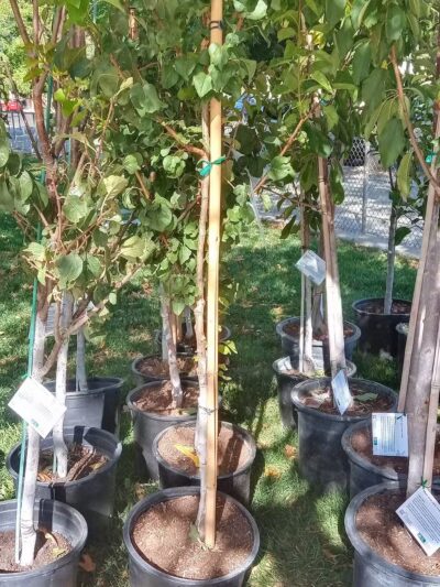 Bel-Air Park - Albuquerque, NM