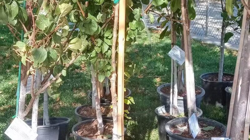 Bel-Air Park - Albuquerque, NM