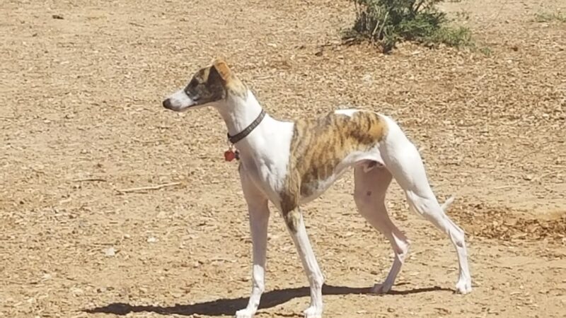 Country Meadows Park - Albuquerque, NM