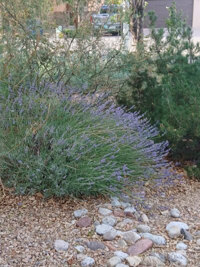 Dulcinea Park - Albuquerque, NM