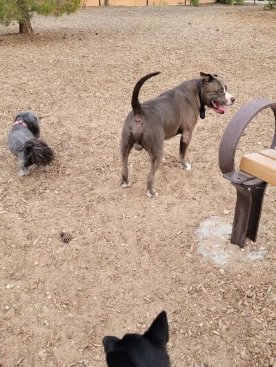 Westgate Community Park - Albuquerque, NM