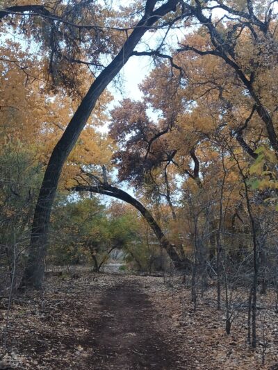 Rio Grande River Trail - Albuquerque, NM