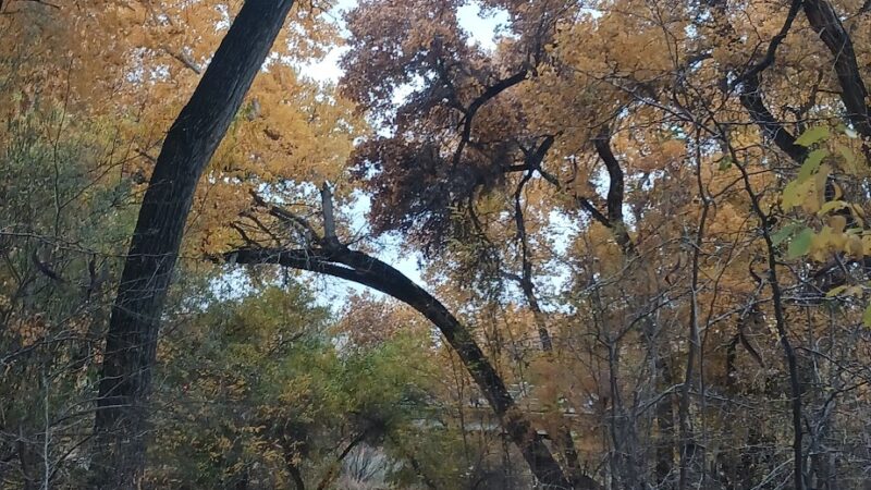 Rio Grande River Trail - Albuquerque, NM