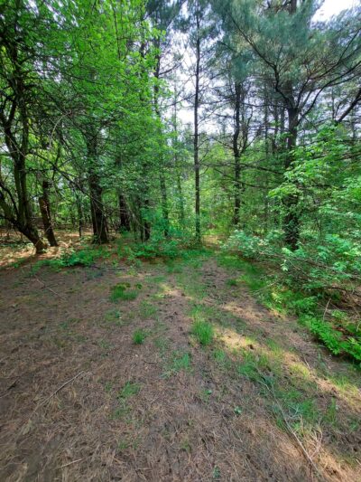 Pine Tree Park - Alden, NY