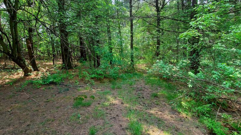 Pine Tree Park - Alden, NY