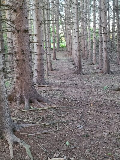 Pine Tree Park - Alden, NY