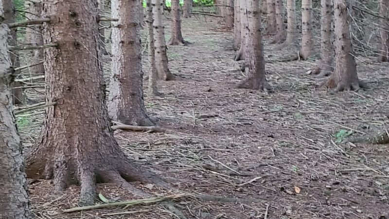 Pine Tree Park - Alden, NY