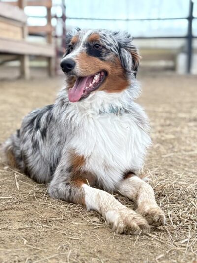 Logical K9 - Alexander, NY