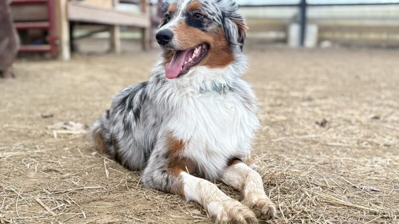 Logical K9 - Alexander, NY