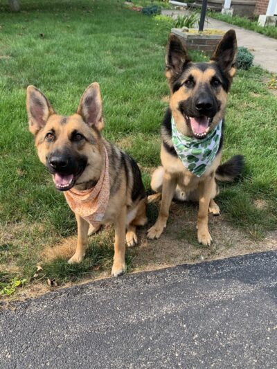 Logical K9 - Alexander, NY