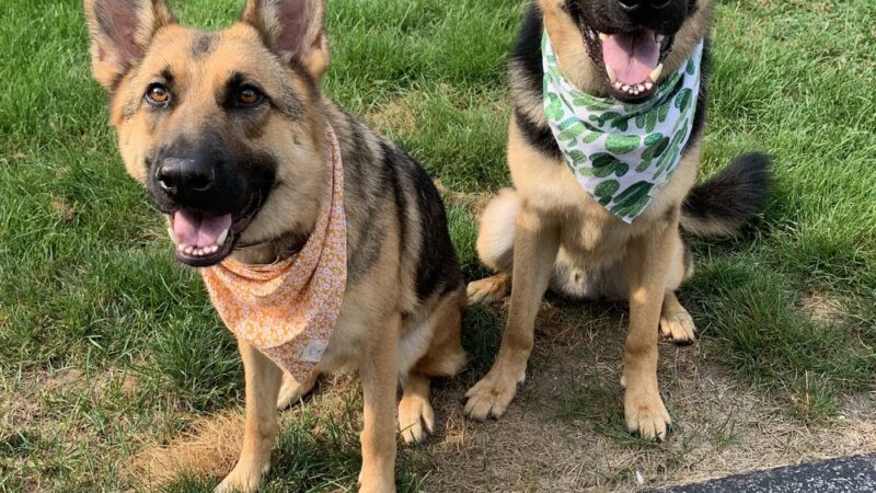 Logical K9 - Alexander, NY