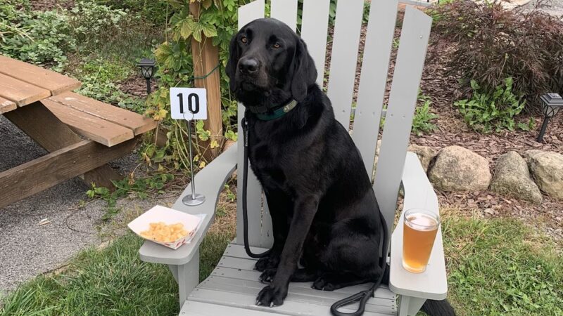 Logical K9 - Alexander, NY