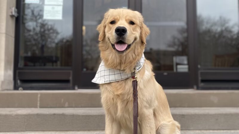 Logical K9 - Alexander, NY