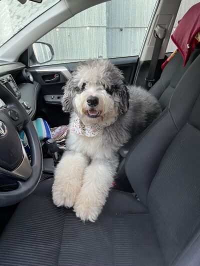 Logical K9 - Alexander, NY