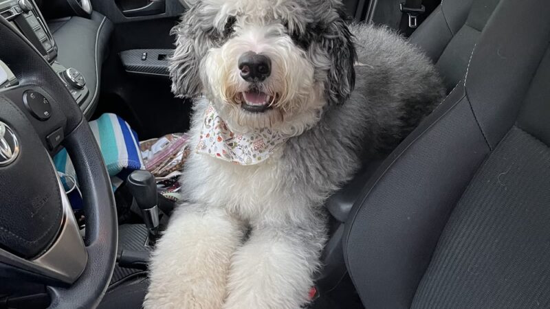 Logical K9 - Alexander, NY