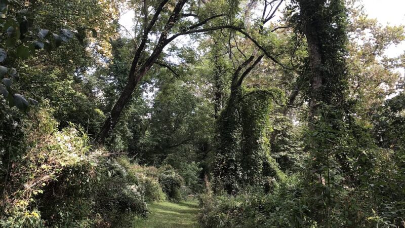 Walnut Island River Park - Alexander, NC