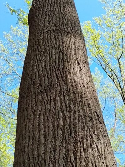 Franconia Park - Alexandria, VA