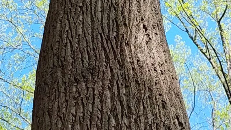 Franconia Park - Alexandria, VA