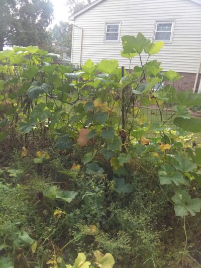 Hayfield Community Park - Alexandria, VA