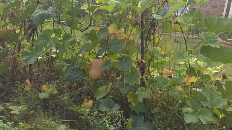 Hayfield Community Park - Alexandria, VA