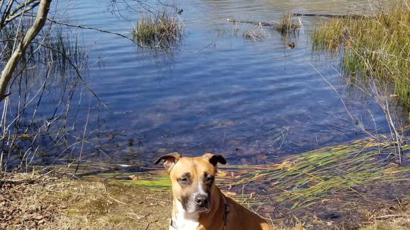 Kingstowne Park - Alexandria, VA