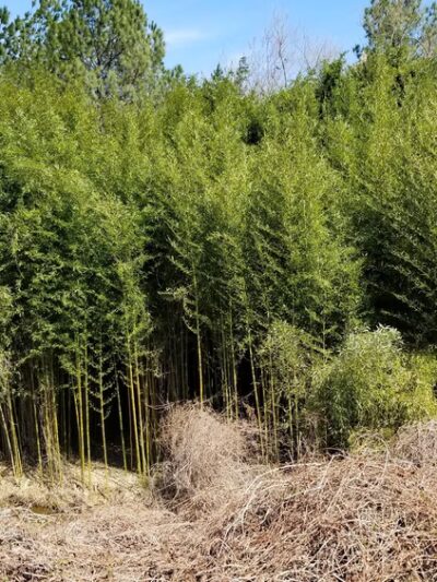 Kingstowne Park - Alexandria, VA