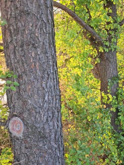 McLovin Lake - Alexandria, VA