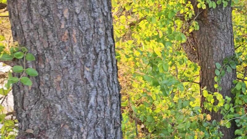 McLovin Lake - Alexandria, VA