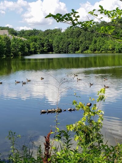 McLovin Lake - Alexandria, VA