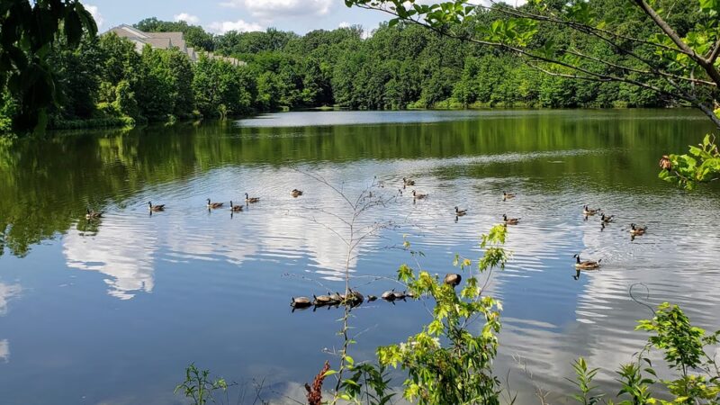McLovin Lake - Alexandria, VA