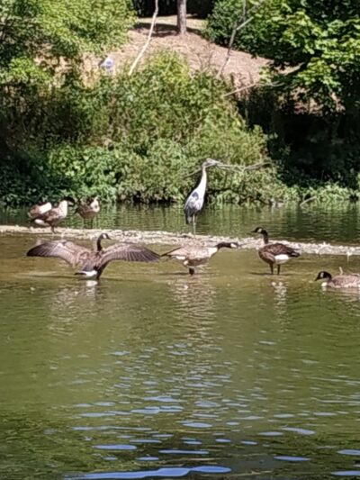 McLovin Lake - Alexandria, VA