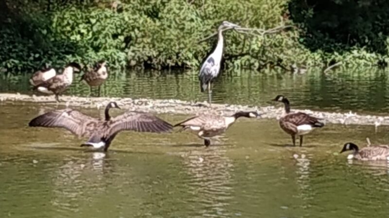McLovin Lake - Alexandria, VA