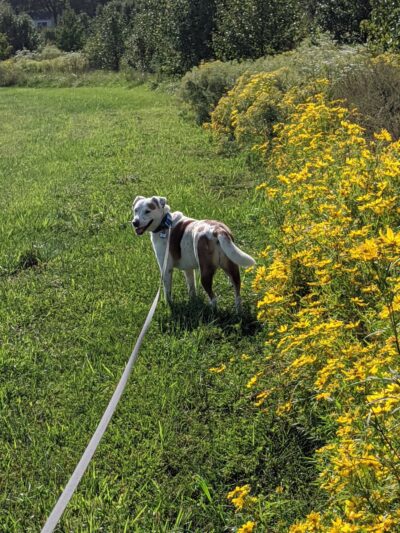 Muddy Hole Farm Park - Alexandria, VA