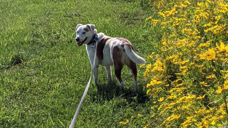 Muddy Hole Farm Park - Alexandria, VA